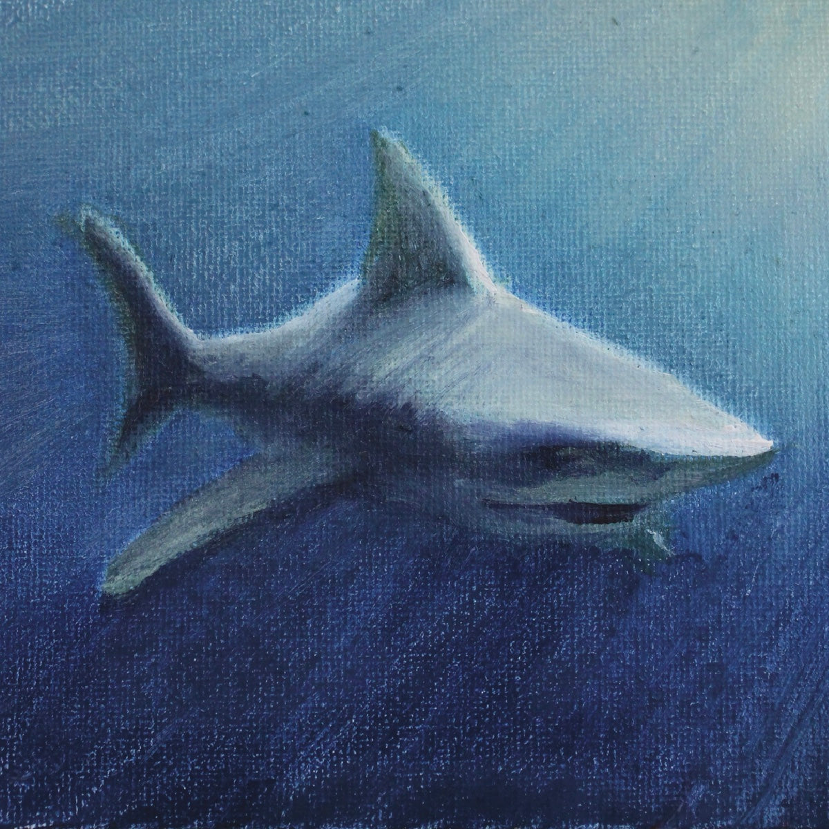 Shark Print